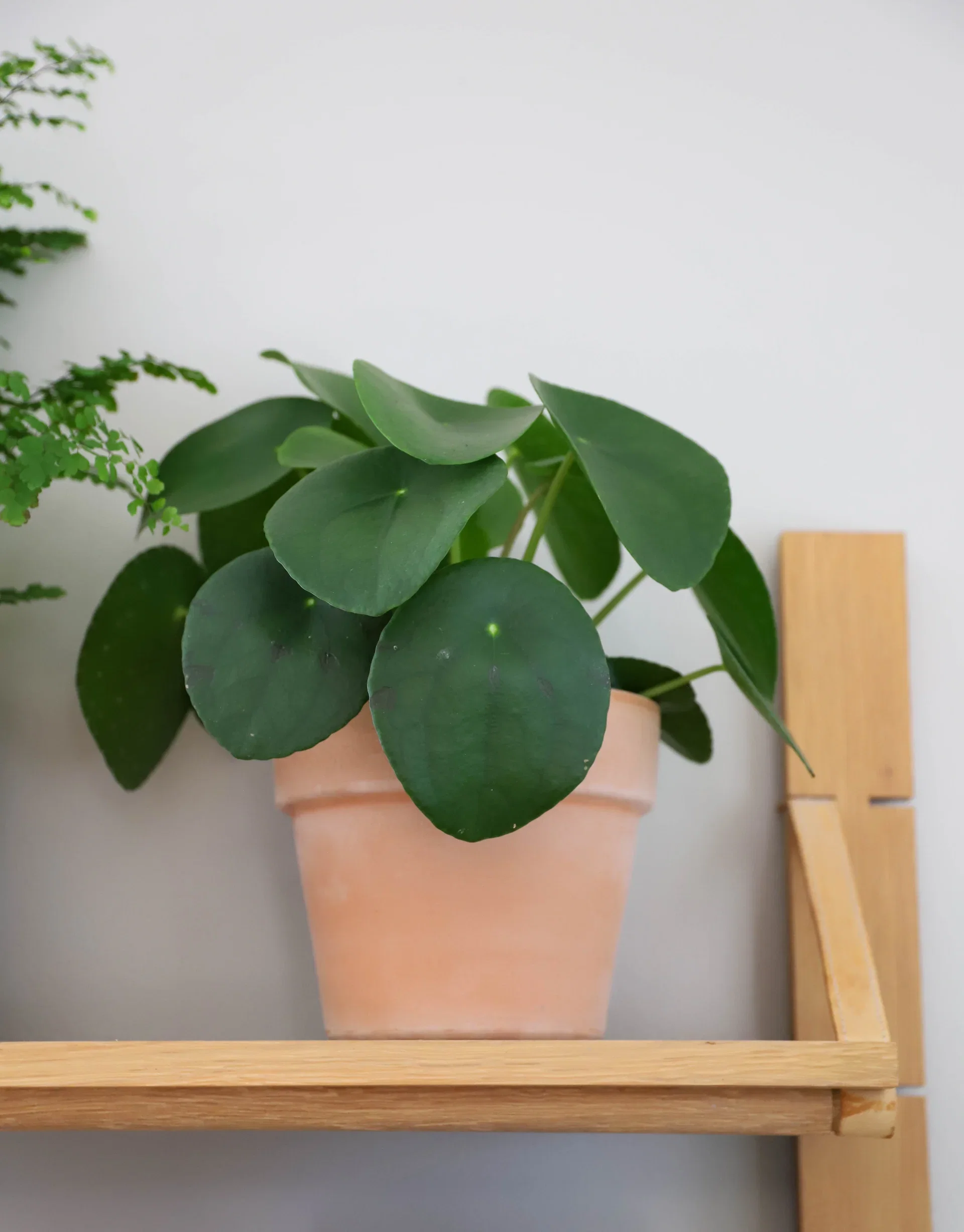 Aromi pot D14 terracotta