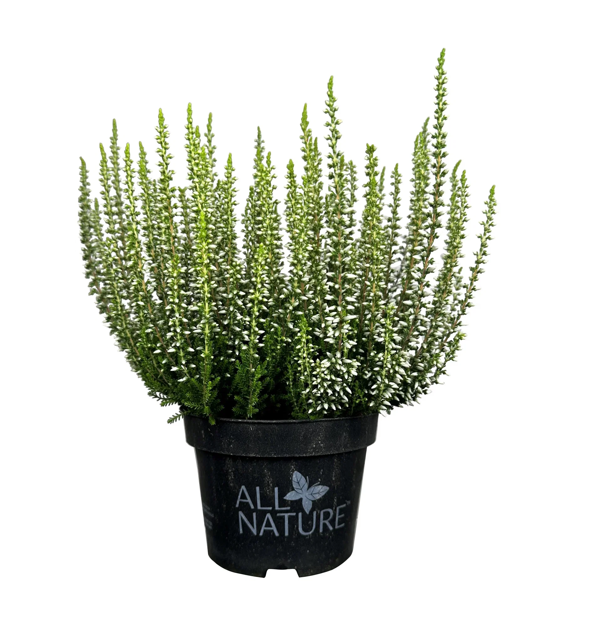 All Nature Calluna 10,5 cm