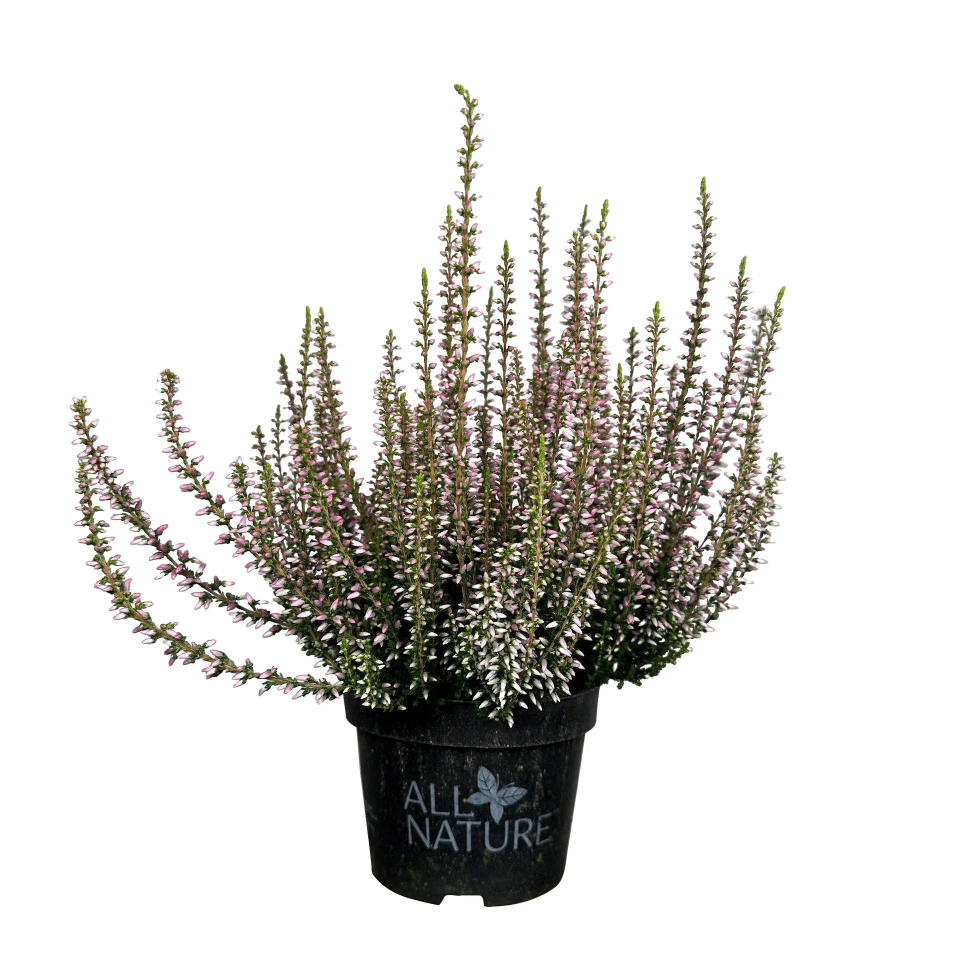 All Nature Calluna 10,5 cm