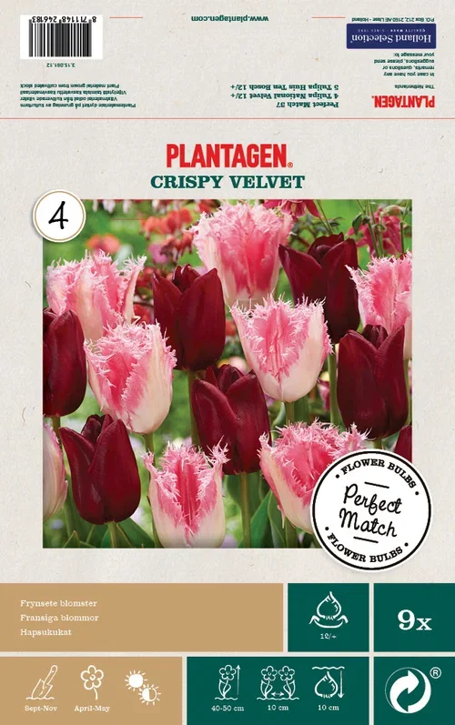 Tulipanmiks Crispy Velvet - 9 stk