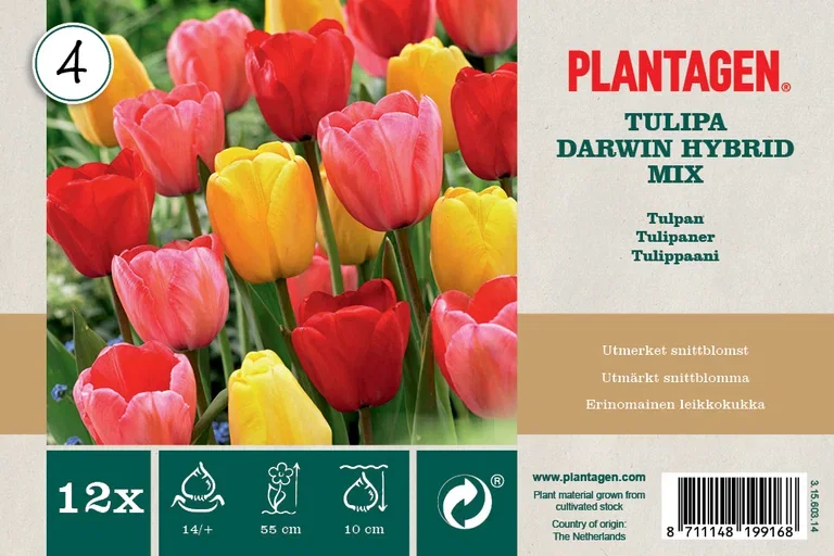 Tulipa Mix Darwin Hybrid - 12 bulbs