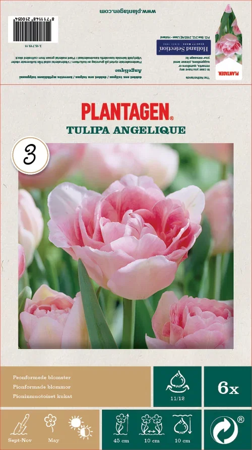 Tulipa Angelique 11/12 pink - 6 bulbs