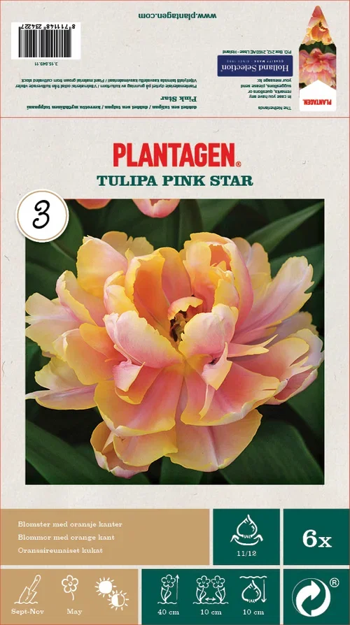 Tulipa Pink Star 11/12 pink - 6 bulbs