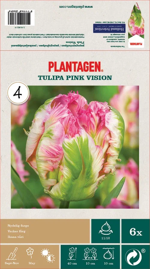 Tulipa Pink Vision 12/  pink - 6 bulbs