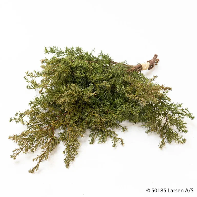 Chamaecyparis Bouquet Cut Flower