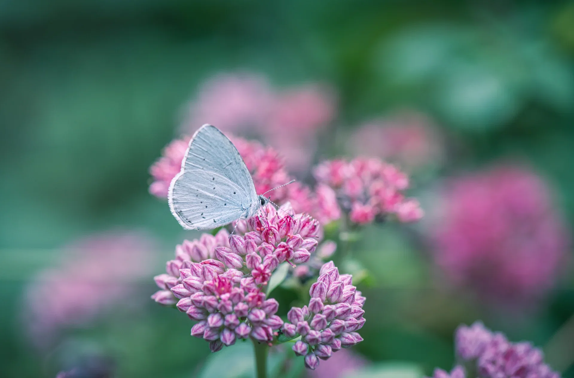 Hylotelephium telephium - planting and care