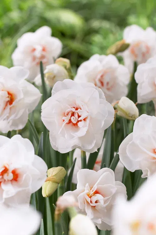 Narcissus Acropolis 12/14 whit