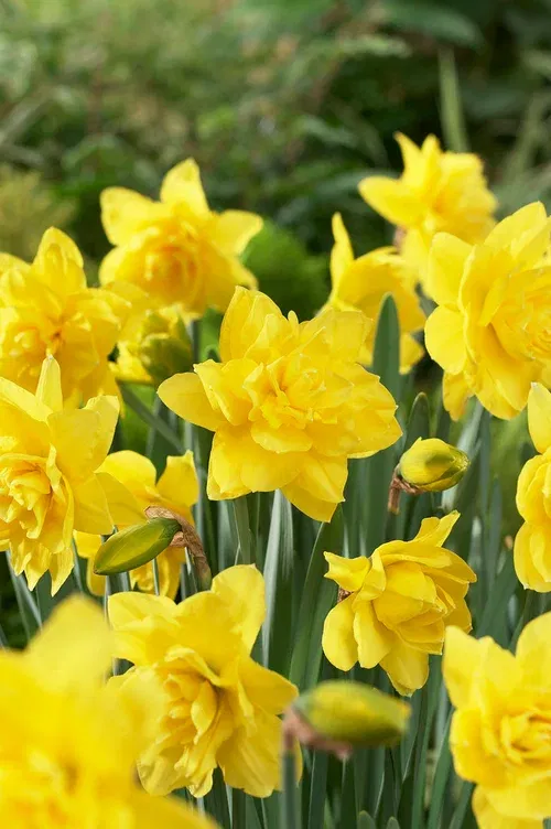 Narcissus Golden Ducat 12/14 y