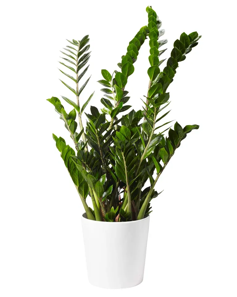 Zamioculcas zamiofolia 27 cm