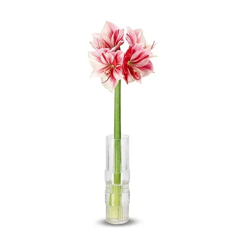Amaryllis Two toned