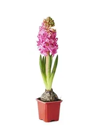 Hyacinthus 17+ Red 7 cm