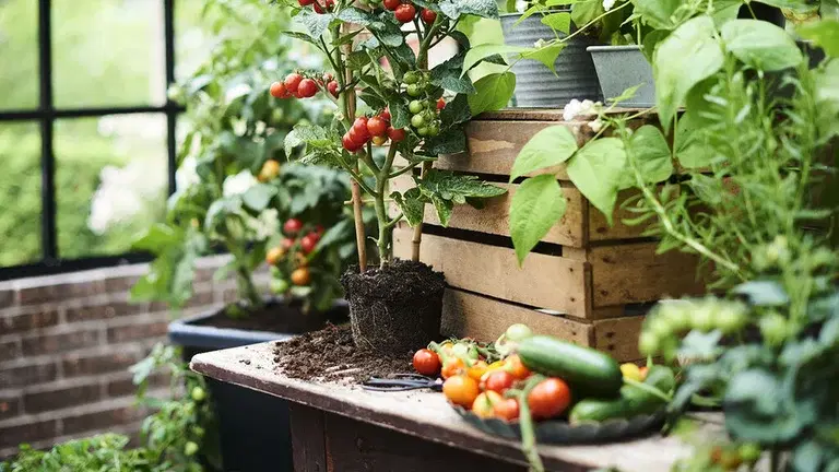 Dyrk italienske grønnsaker