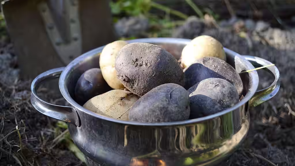 4 vegetables you can grow yourself