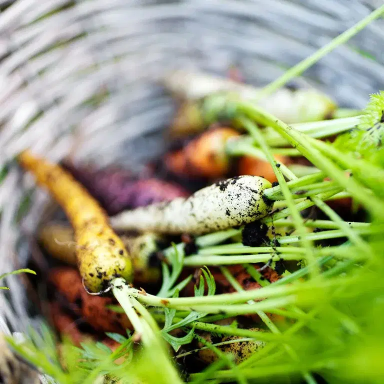 Grønnsakdyrking – slik lykkes du