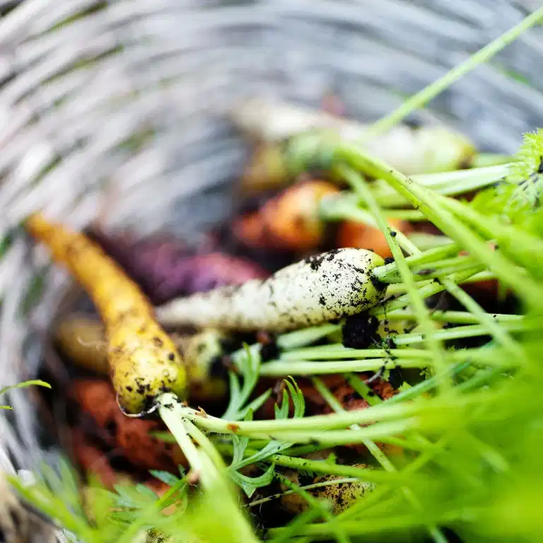 Grønnsakdyrking – slik lykkes du