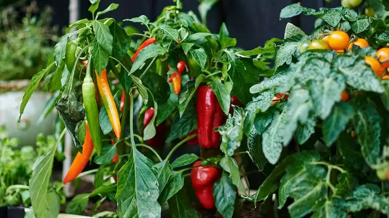 4 vegetables worth growing yourself