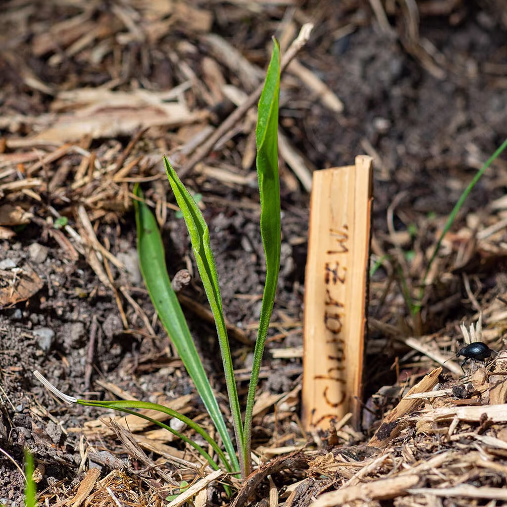 Grow vegetables outdoors - all year round