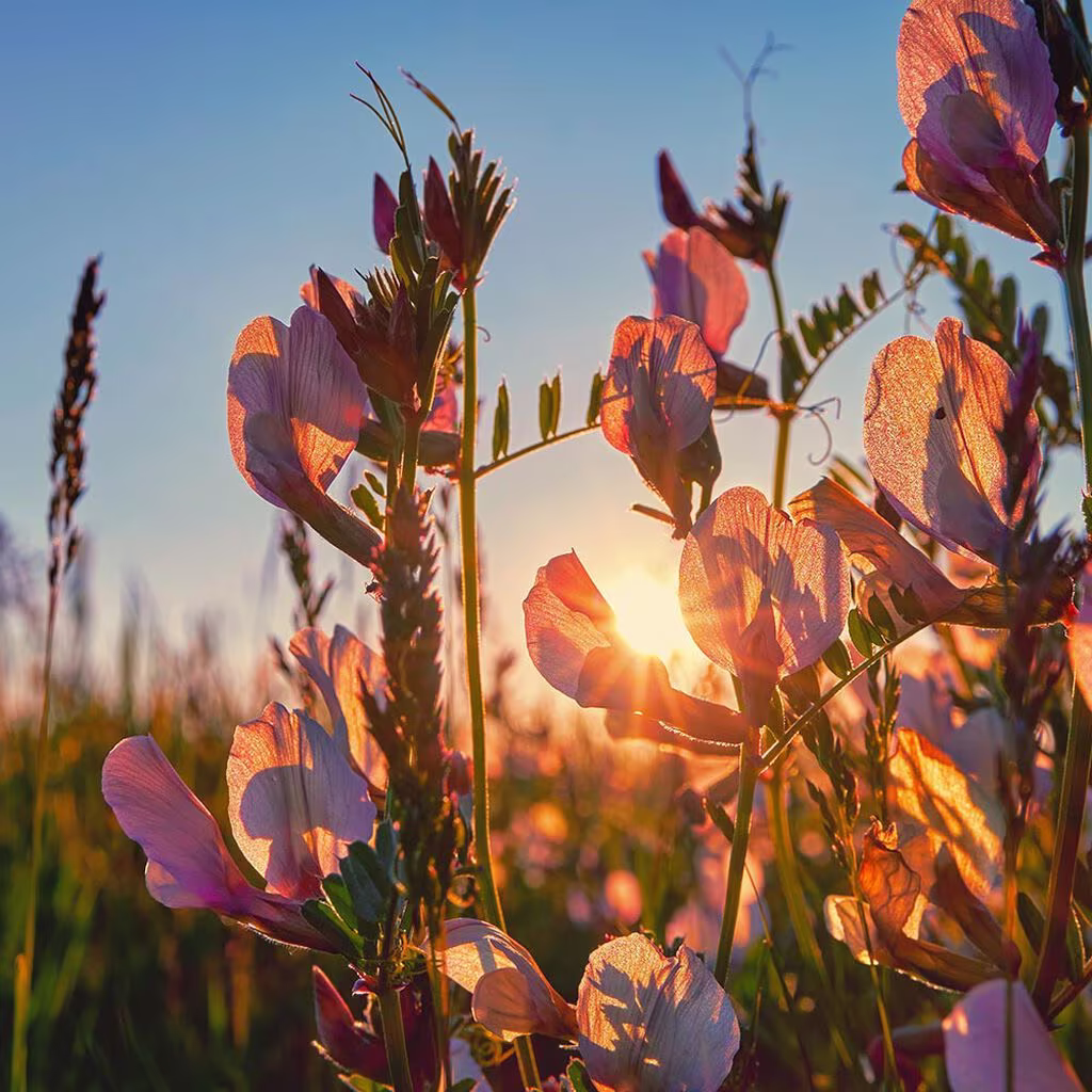 Heritage plants – hardy plants from the old days