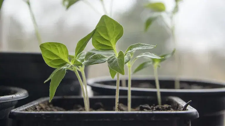 Vanlige problemer med forkultivering – og hvordan du løser dem