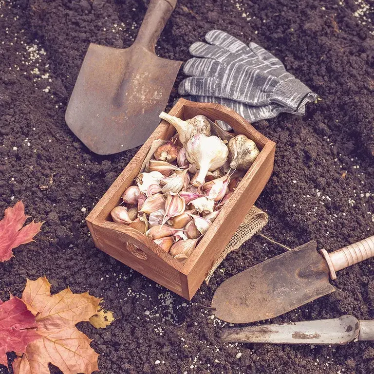 November - this is what you can sow and cultivate