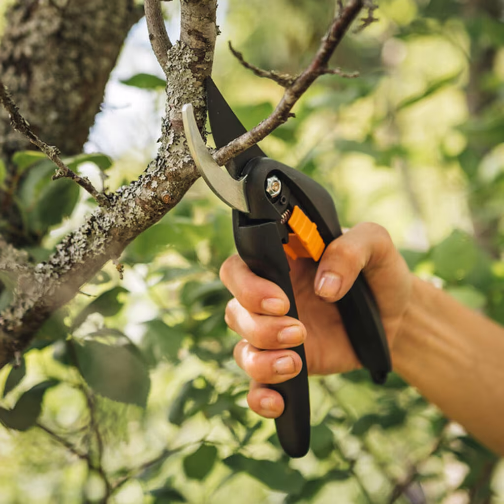 Pruning – how to succeed