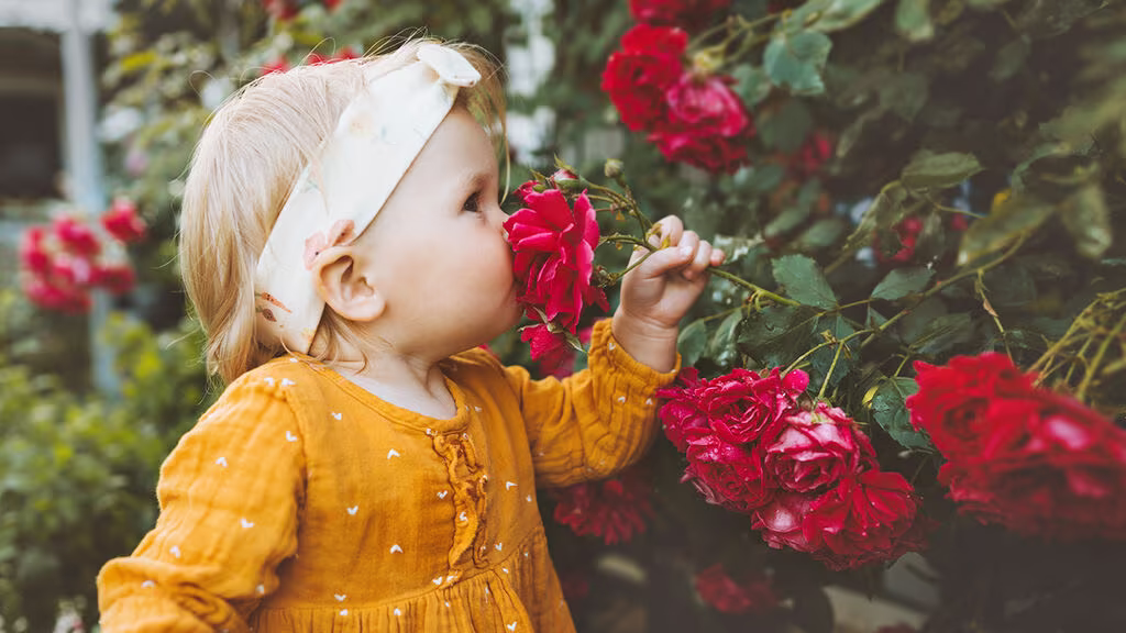 En velduftende hage – en opplevelse for alle sanser