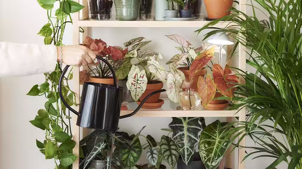 Watering indoor plants – How to succeed