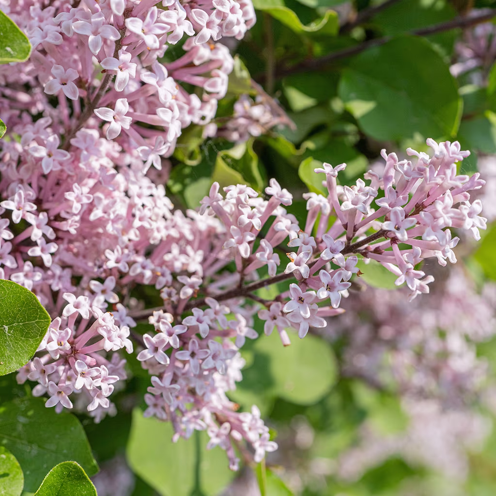 Flowering hedges
