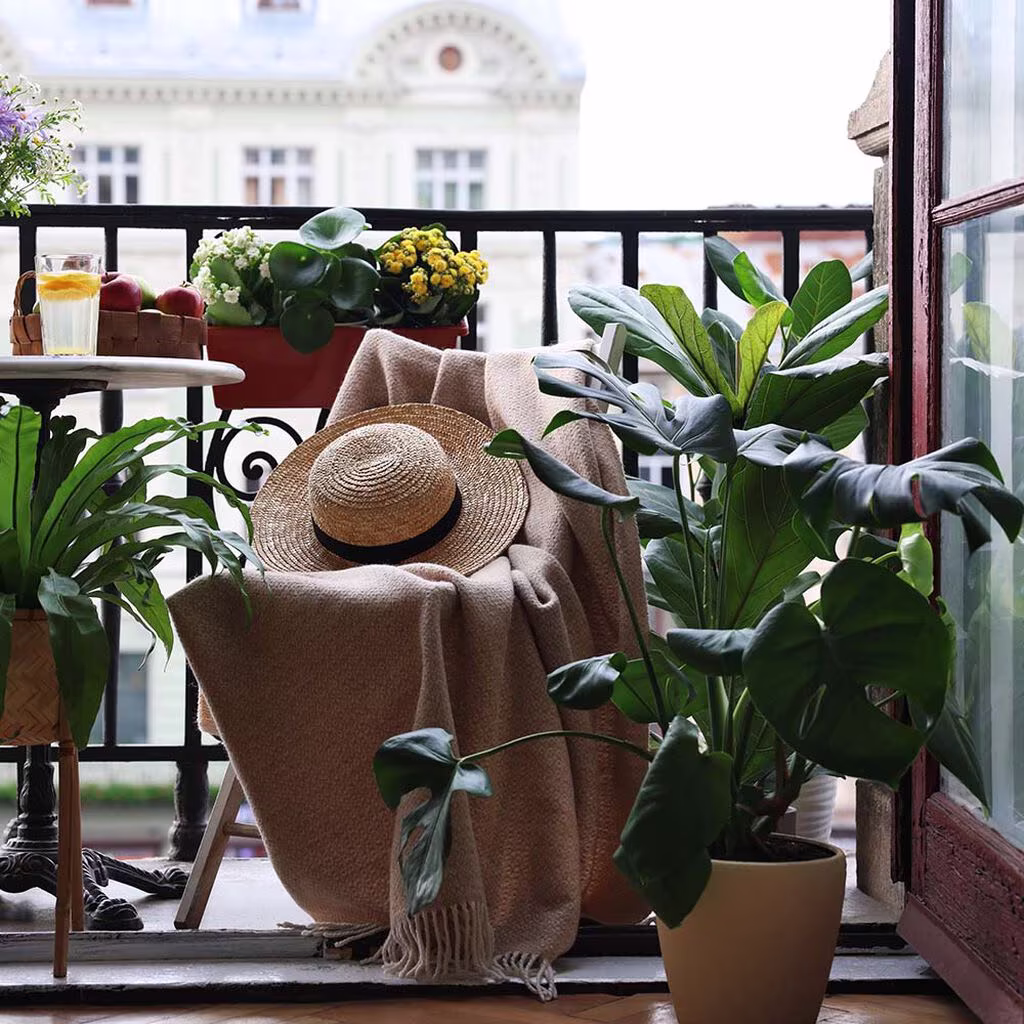 Indoor plants that can be moved outside in the summer