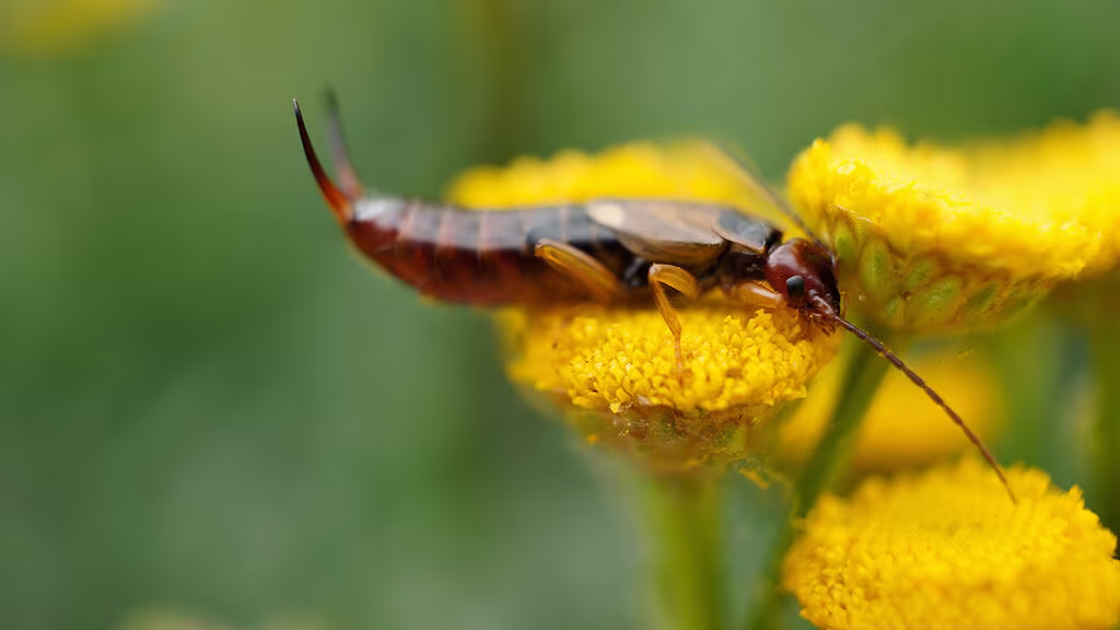 Saksedyr – til både nytte og besvær i dyrkingen