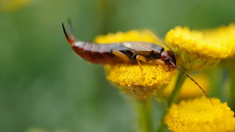 Insects - for both benefit and trouble in cultivation