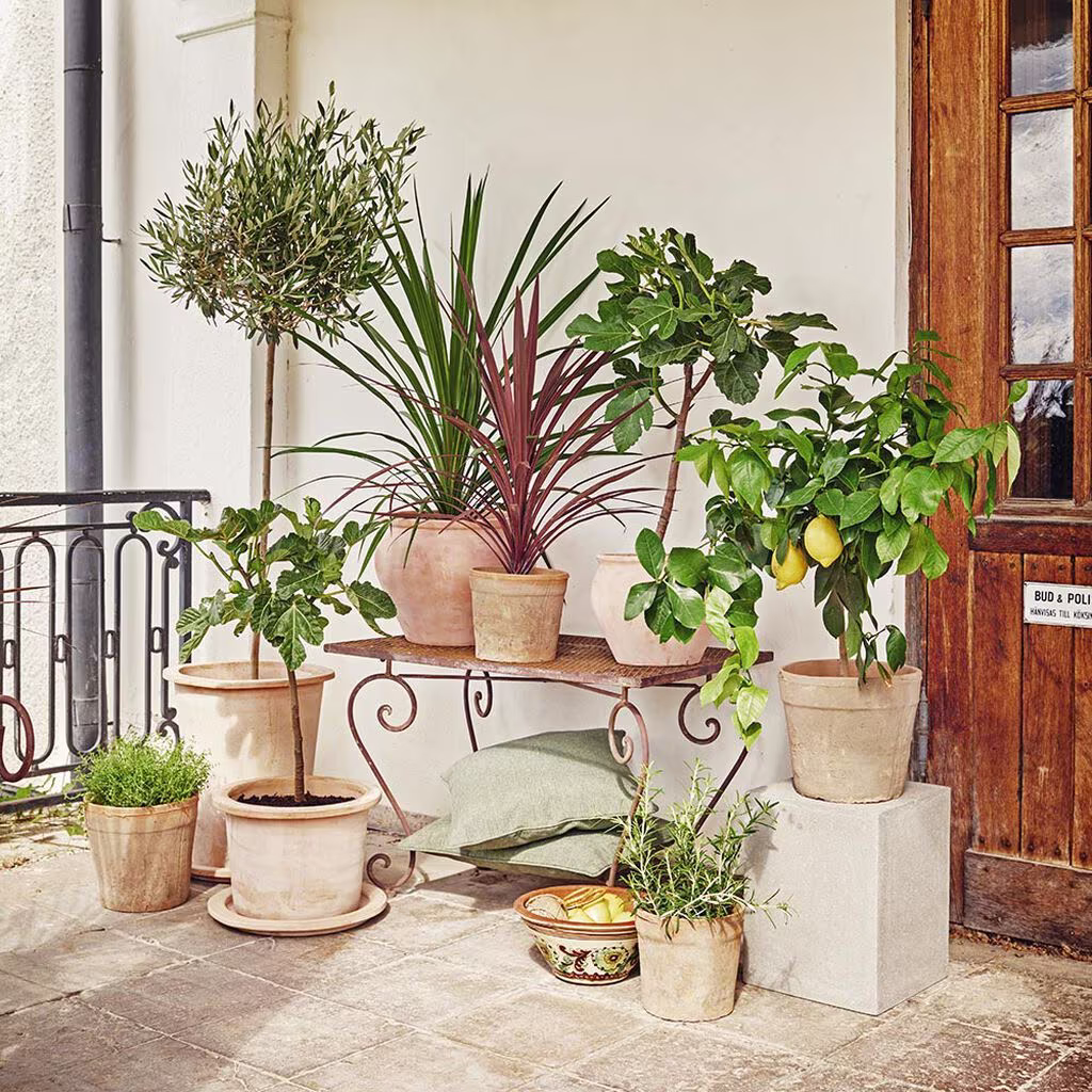 Mediterranean plants – planting and care