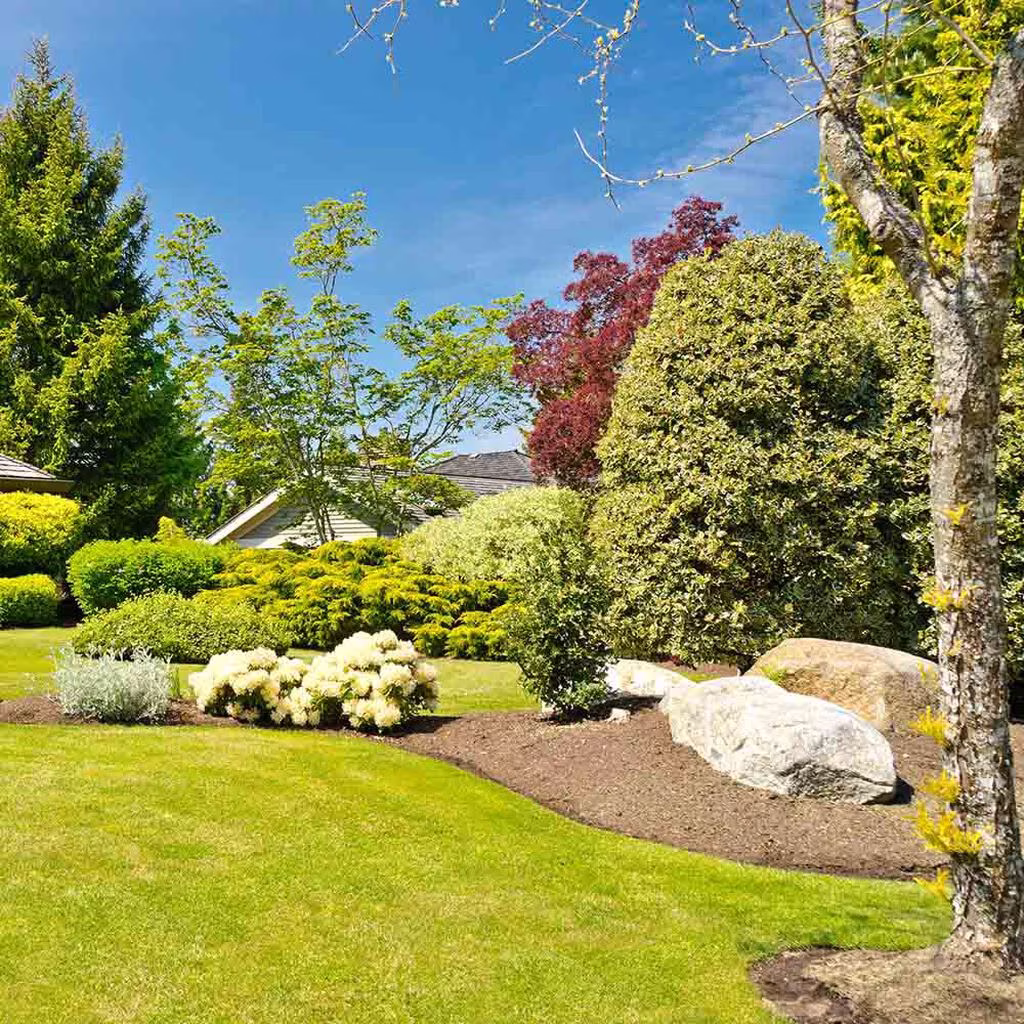 Shrubs and trees – how to succeed