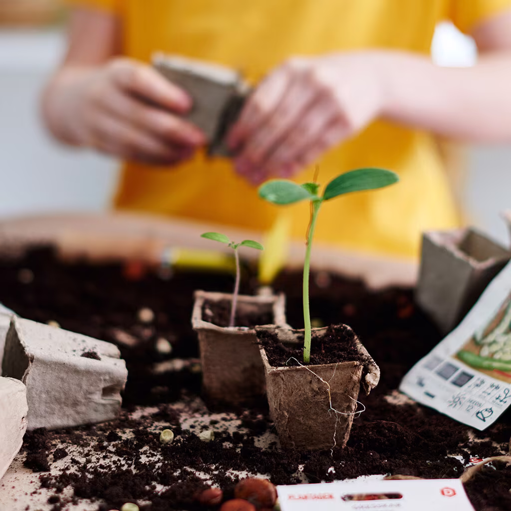 Soil and fertilizer when you are going to sow and cultivate