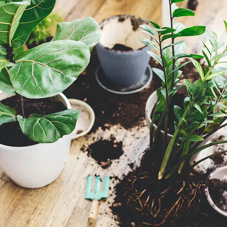 Soil and fertilizer for indoor plants