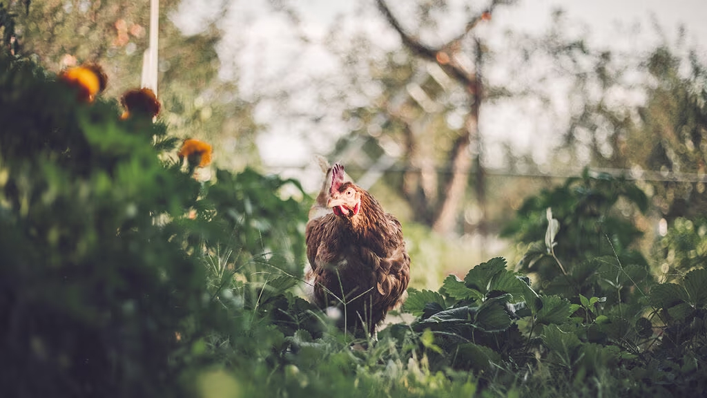 Manure from animals - a great resource in the garden