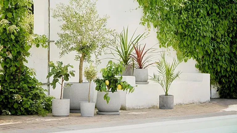 Slik overvintrer du middelhavsplanter som sitrus-og oliventrær