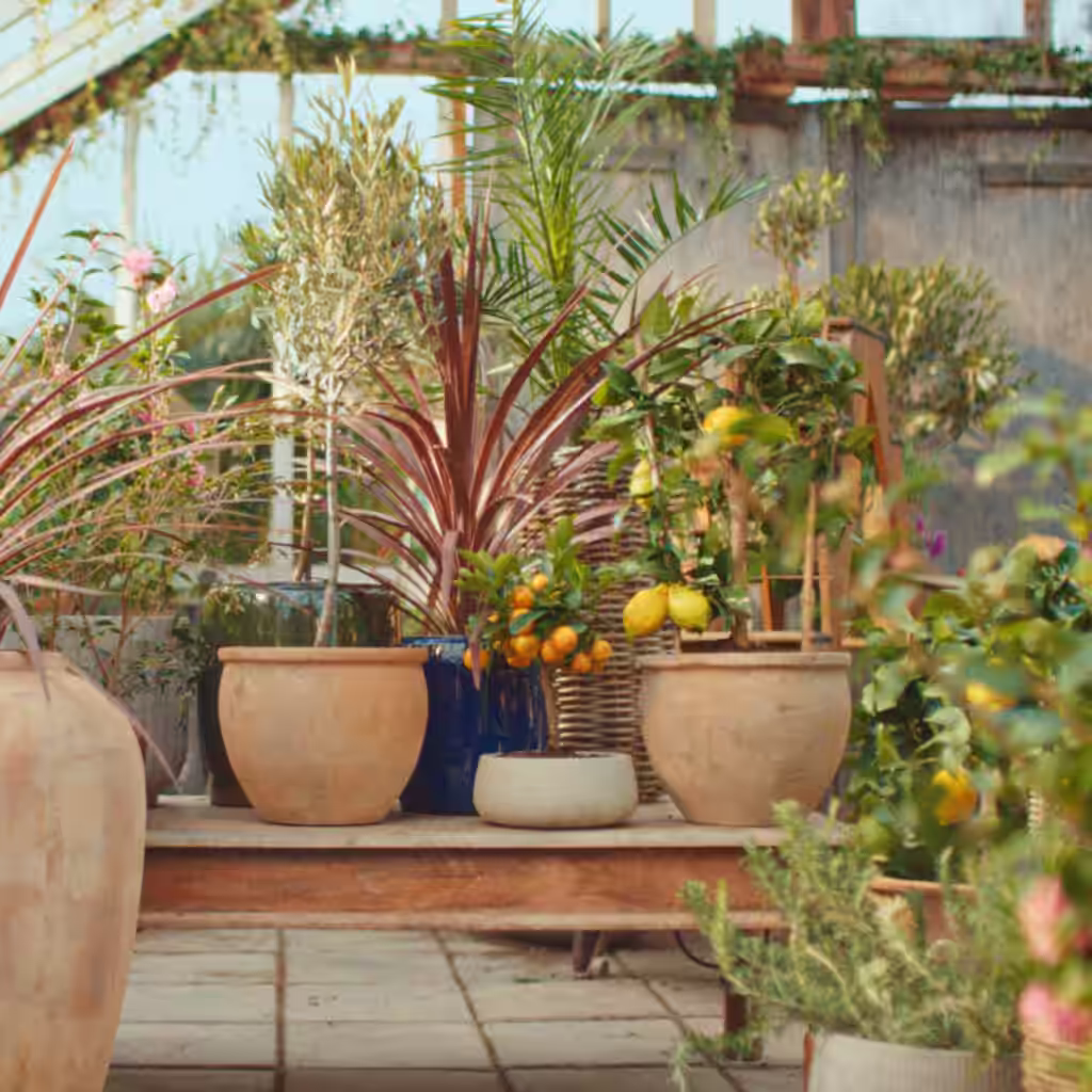 Give new life to Mediterranean plants after the winter