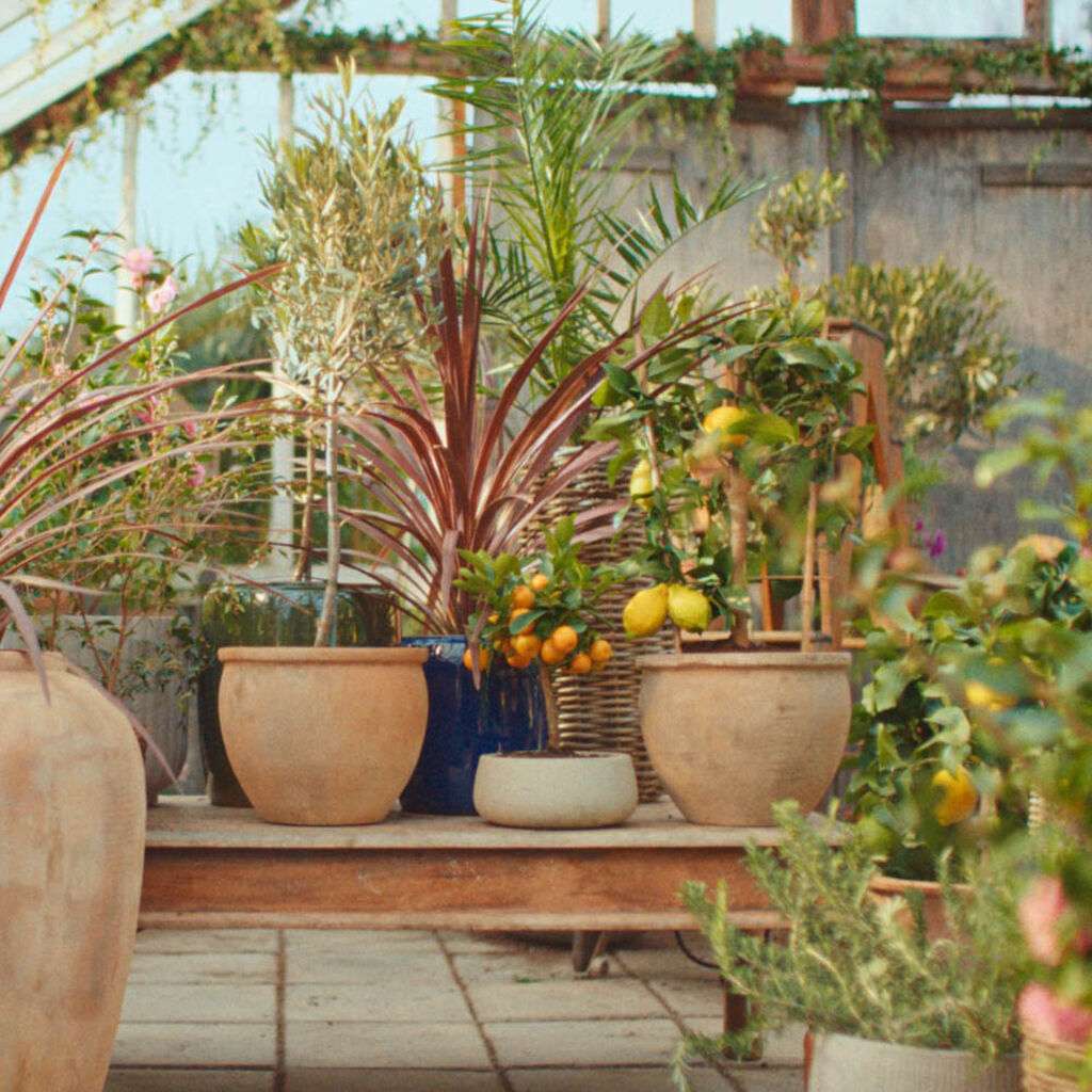 Image of Vekk plantene etter vinteren