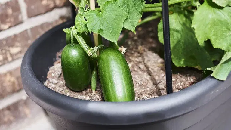Cucumbers – how to grow your own