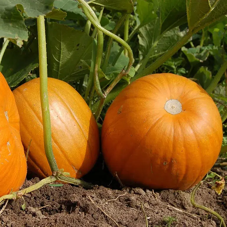 Pumpkins – how to grow your own