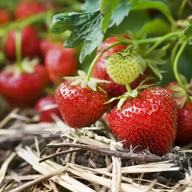 Strawberries – how to grow your own