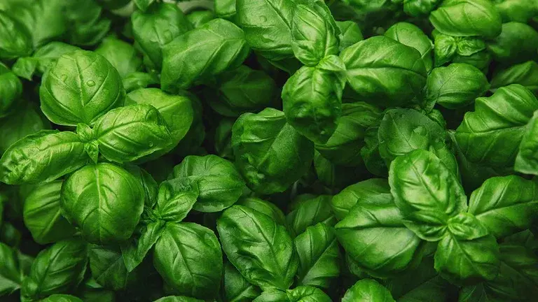 Basil – how to grow your own