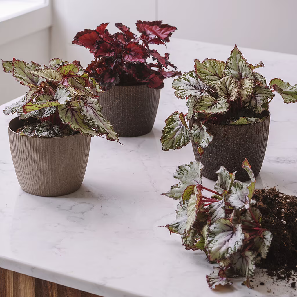 Begonia – facts and care advice