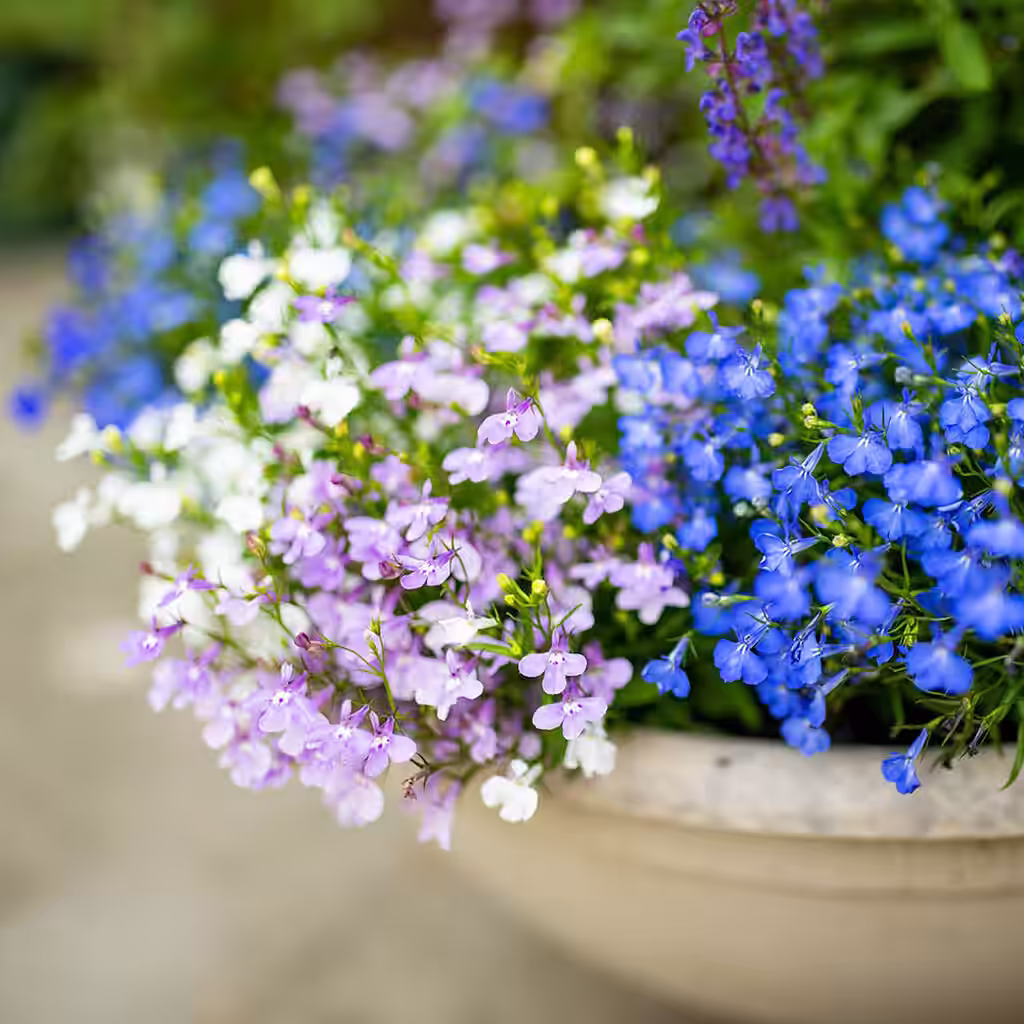 Lobelia – planting and care