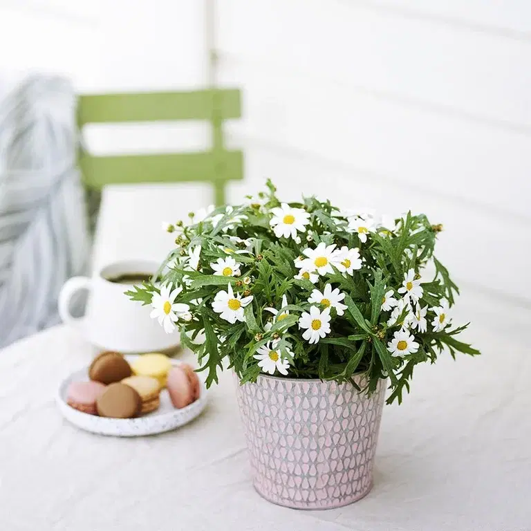 Marguerite – planting and care