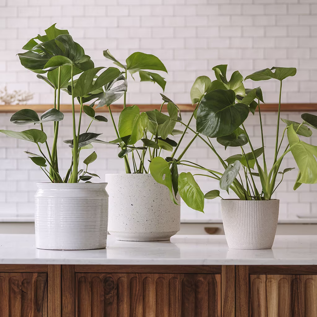 Monstera (Windowleaf)