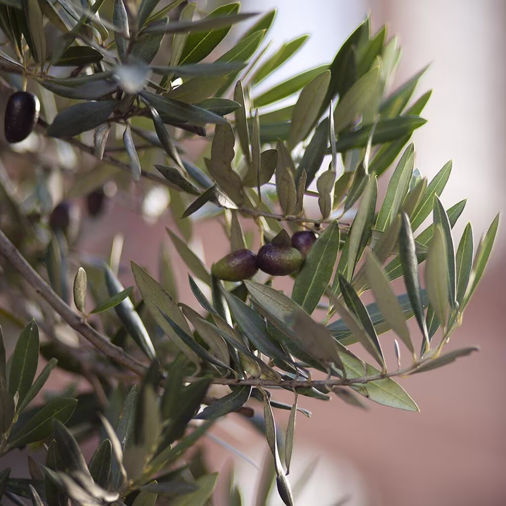Olive tree – planting and care