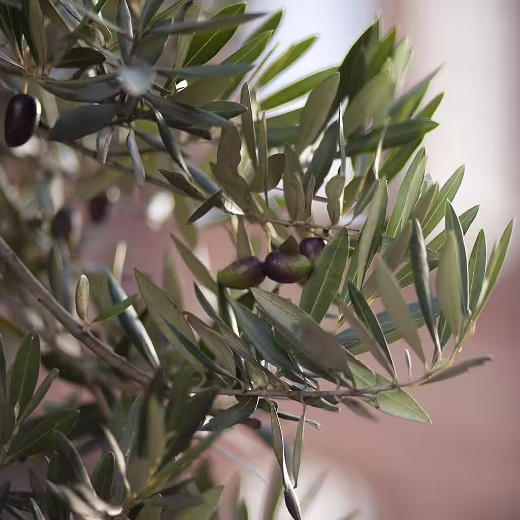 Olive tree – planting and care