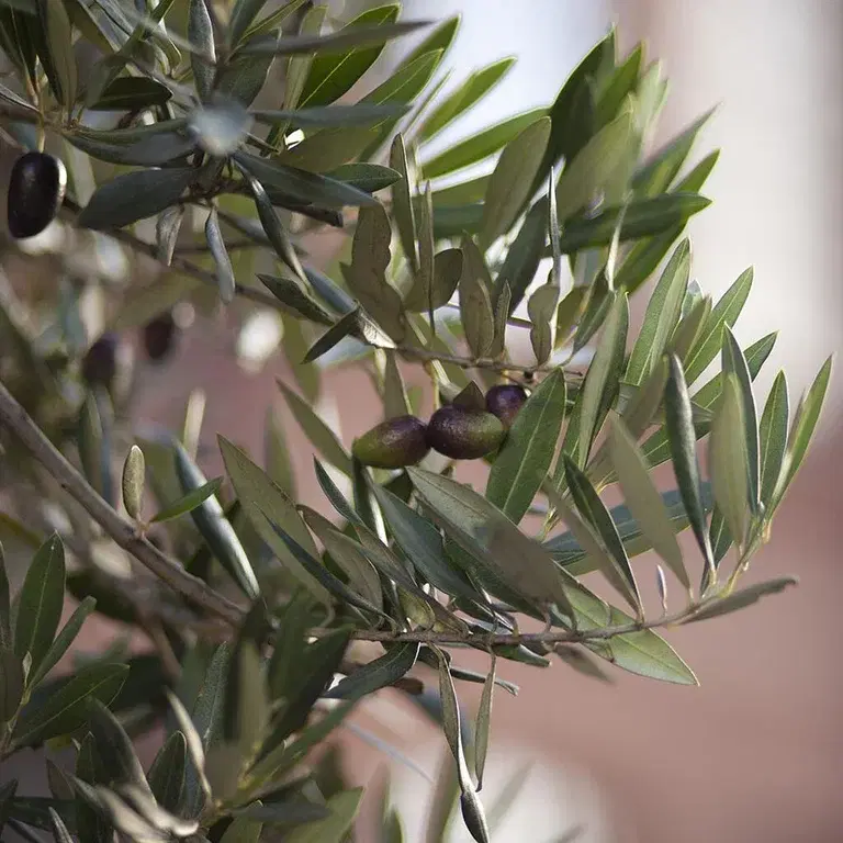 Olive tree – planting and care